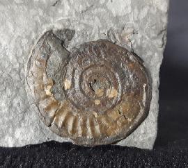 Ammoniten - Deutschland - Arnioceras cf. acuticarinatum (SIMPSON 1855)